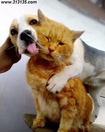 funny-pictures (8)