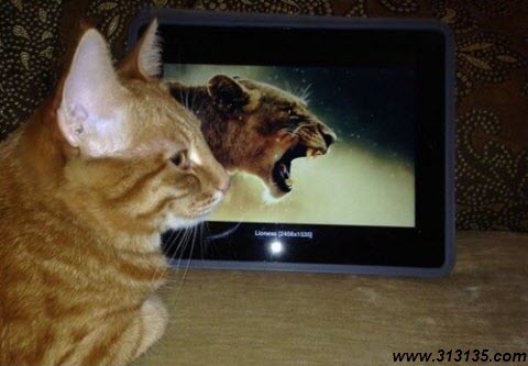 funny-pictures (24)