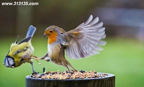 funny-pictures (35)