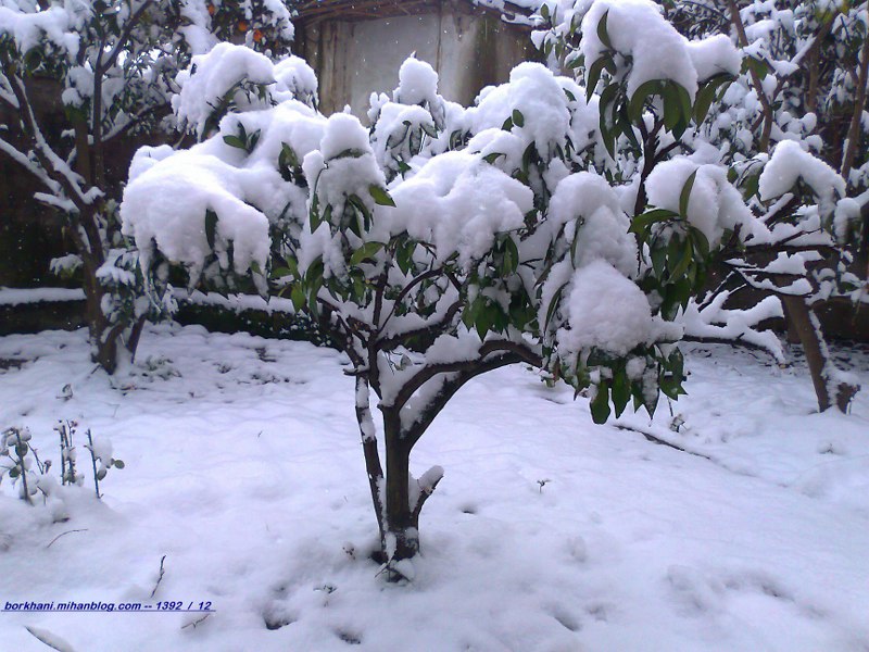 http://s5.picofile.com/file/8115270992/%D8%A8%D9%88%DB%8C_%D8%AC%D9%88%DB%8C_%D9%85%D9%88%D9%84%DB%8C%D8%A7%D9%86_5.jpg