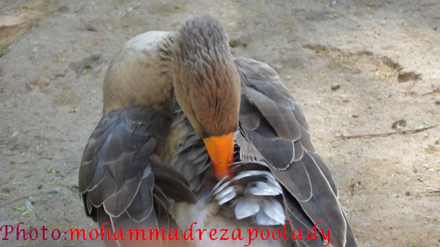http://s5.picofile.com/file/8115938426/SAM_0015.jpg