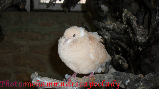 http://s5.picofile.com/file/8115939142/SAM_0020.jpg