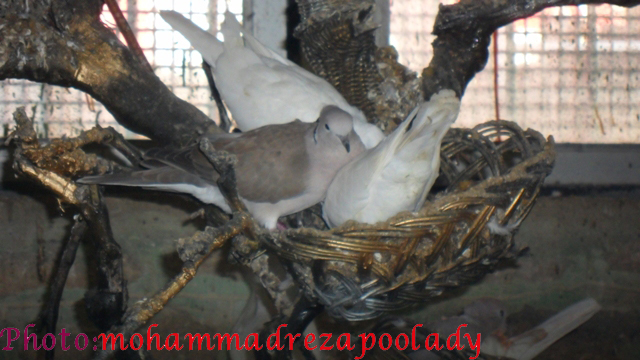 http://s5.picofile.com/file/8115939342/SAM_0022.jpg