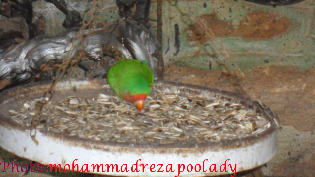 http://s5.picofile.com/file/8115939776/SAM_0031.jpg