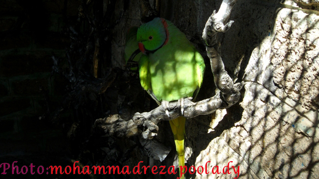 http://s5.picofile.com/file/8115939834/SAM_0033.jpg