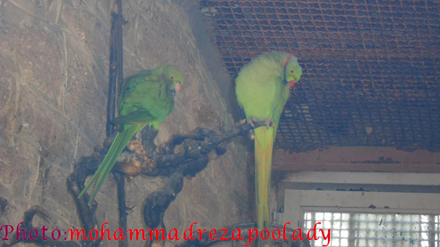 http://s5.picofile.com/file/8115939868/SAM_0035.jpg