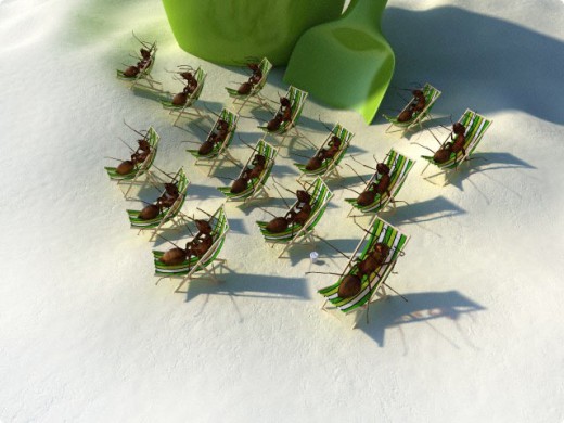 مورچهها پزشک دارند