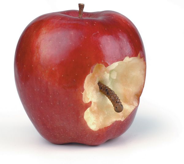 تاوان آن گناه و آن سیب کرم خورده