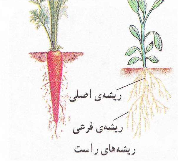 Image result for ‫انواع ریشه گیاهان‬‎