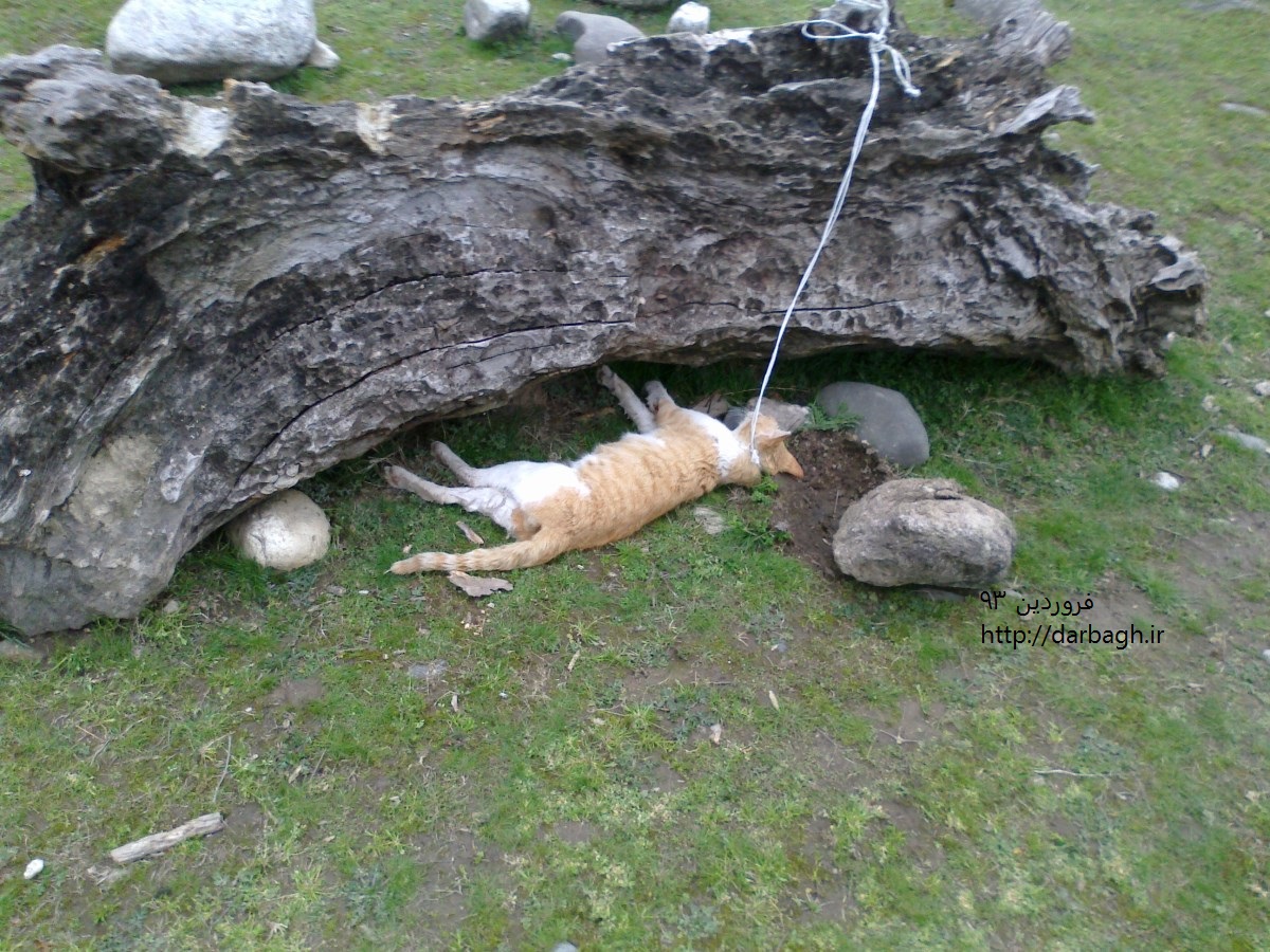 گربه اعدام شده! darbagh ir gorbe 2 گربه اعدام شده!