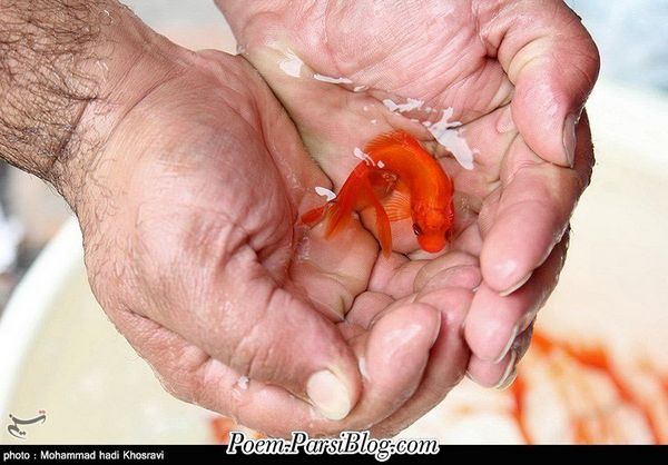 ماهی سرخ در دست