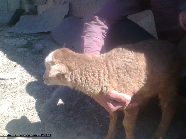 http://s5.picofile.com/file/8118301118/%D9%88%D9%84%DB%8C%DA%A9_%DA%86%D8%A7%D9%84_4.jpg