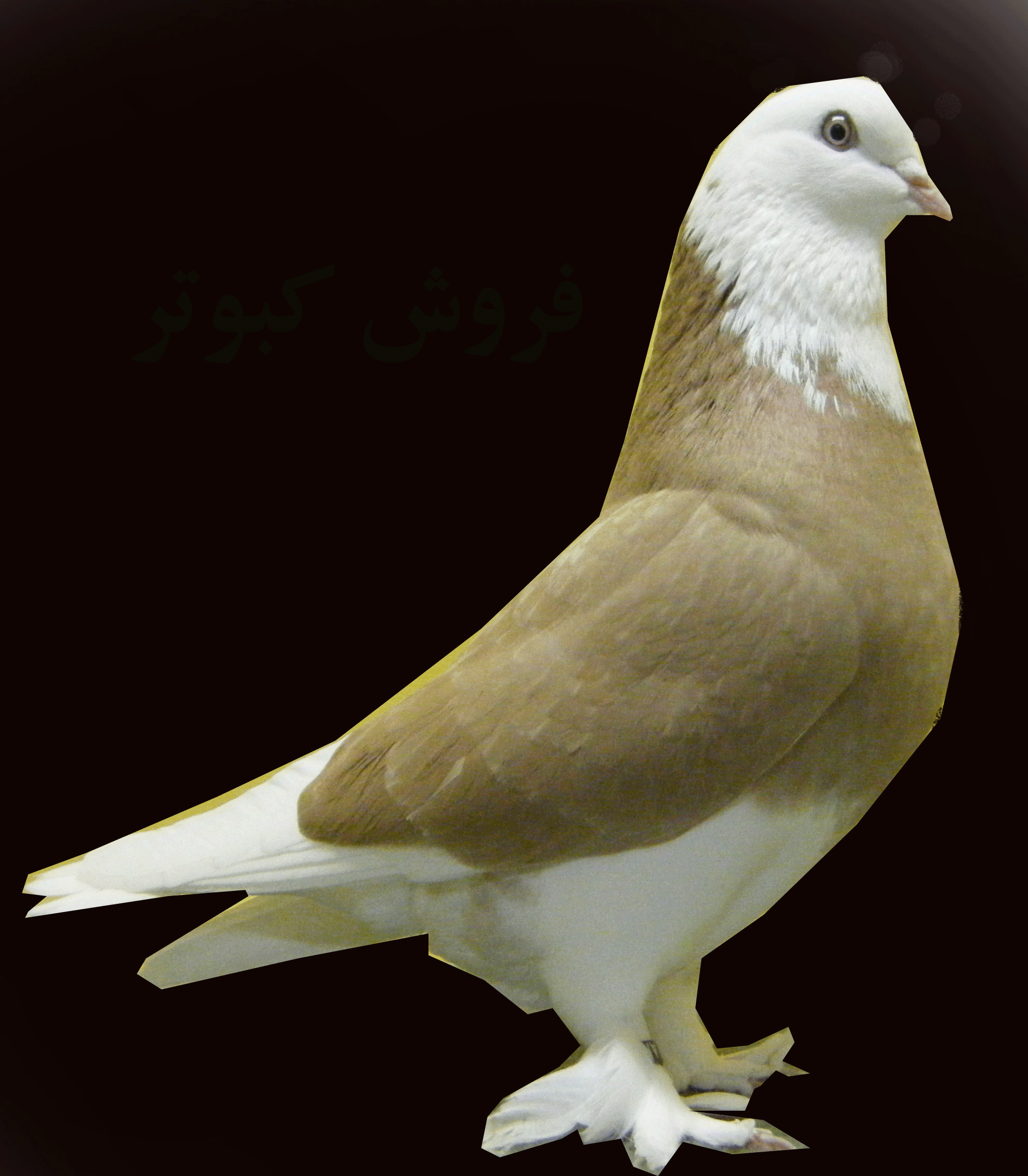 Image result for ‫کبوتر‬‎