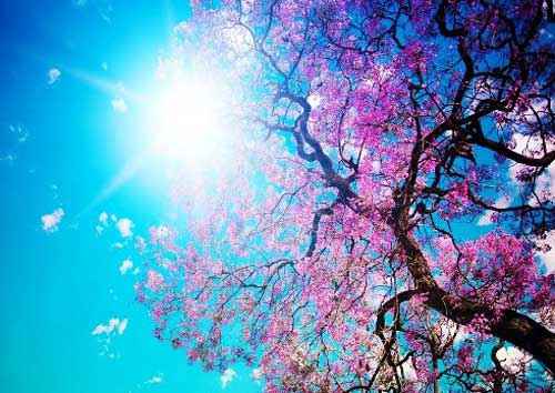 زیبا ترین تصاویر از طبیعت زیبای بهار
