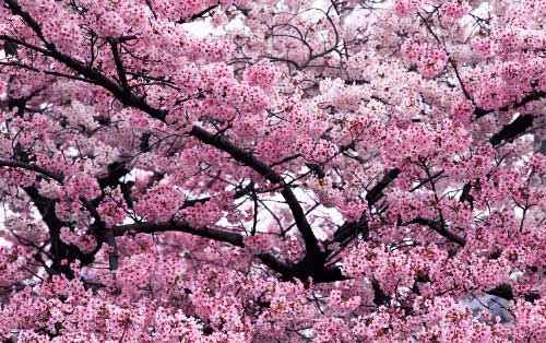 زیبا ترین تصاویر از طبیعت زیبای بهار