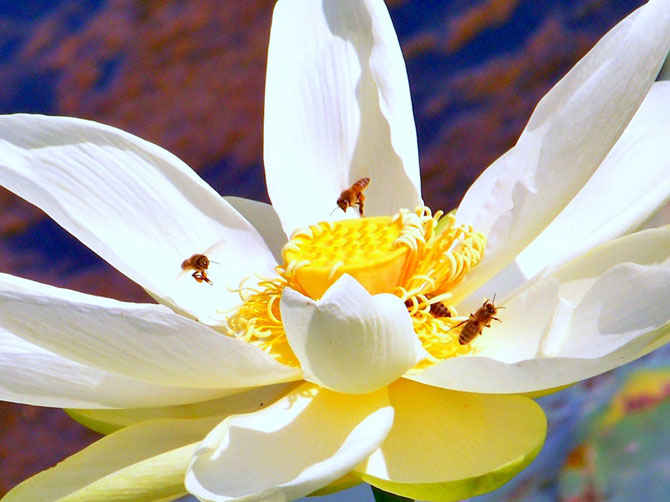 عکس های زیبا از گل سوسن