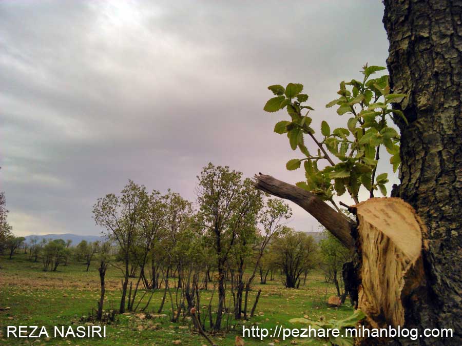 سیزده به در