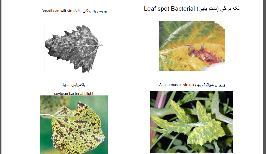 دانلود تصاویر بیماری های گیاهی به همراه نام فارسی و انگلیسی