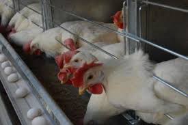  طرح های توجیحی  مرغداری گاوداری   کشاورزی