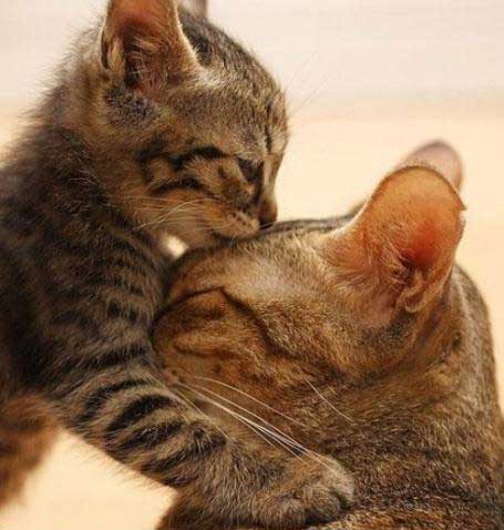 گربه ها هم مادرشون رو دوس دارند...