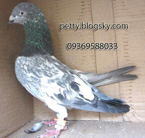 کبوتر تیپلر پاکستانی