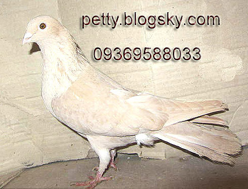 کبوتر موشی