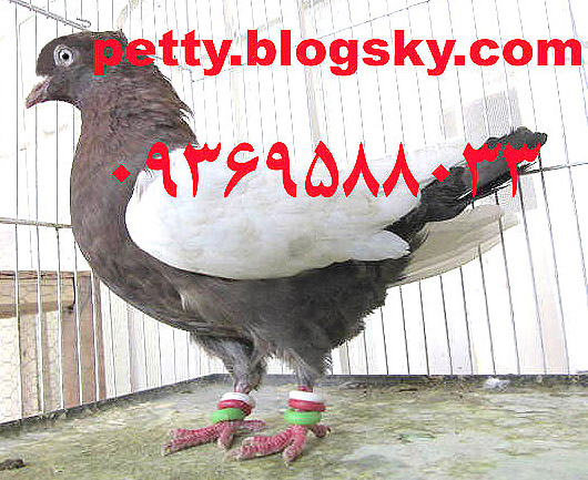 کبوتر سینه سرخ