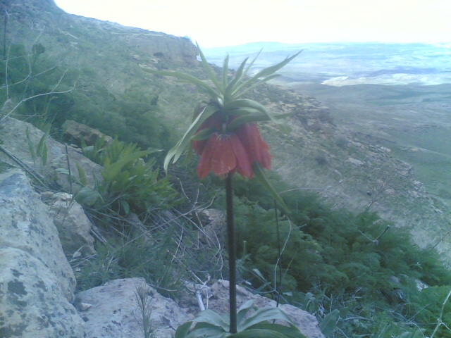 جلال شجری