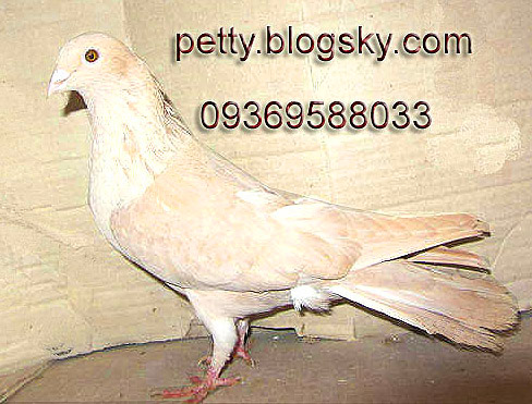 egypt pigeons