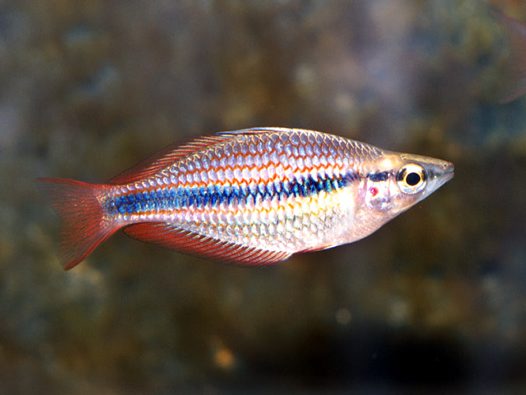 banded rainbowfish