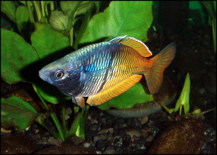 boesmani rainbowfish