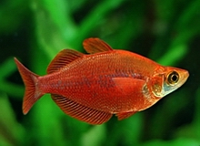 red rainbowfish