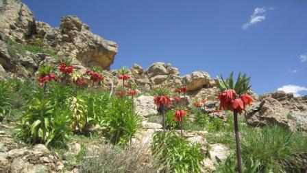 طبیعت زیبای « داش قزقپان»