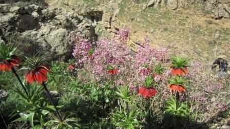 طبیعت زیبای « داش قزقپان»
