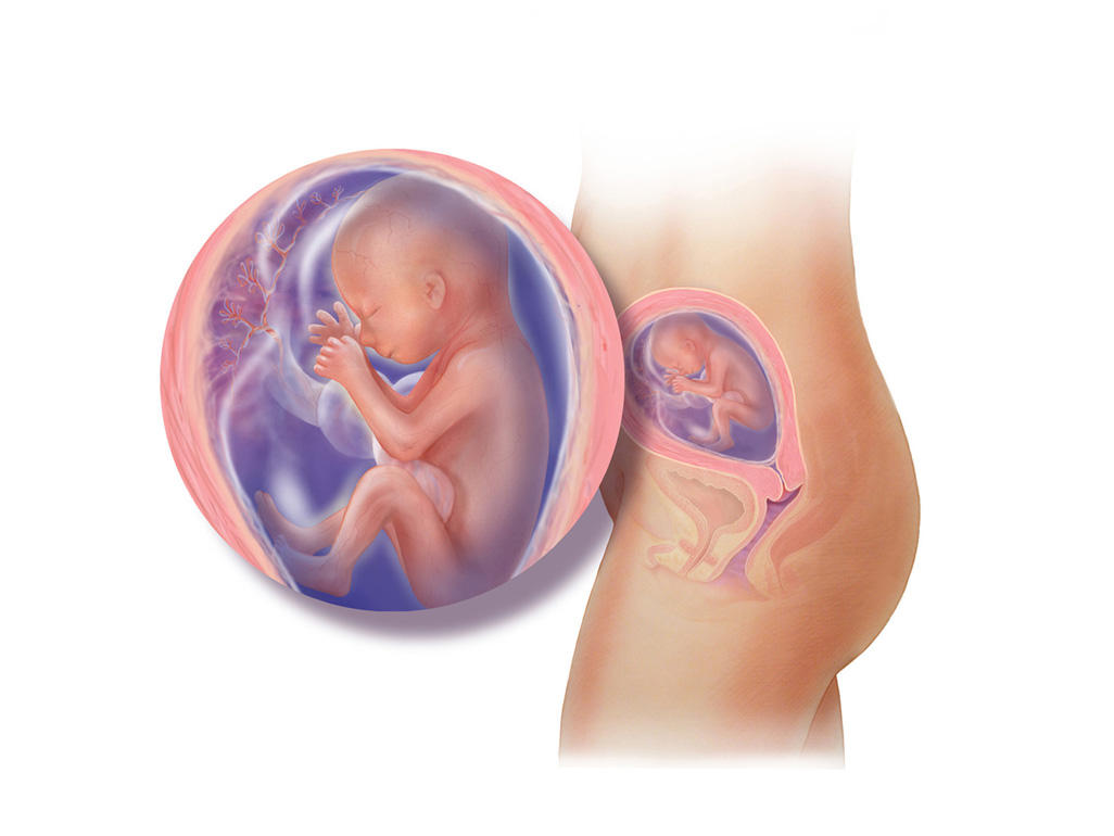 هفته ی 19 بارداری دانستنی ها و اطلاعات جنین تغییرات کودک در رحم