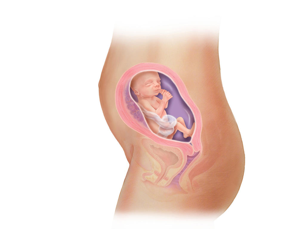 هفته ی 22 بارداری دانستنی ها و اطلاعات جنین تغییرات کودک در رحم