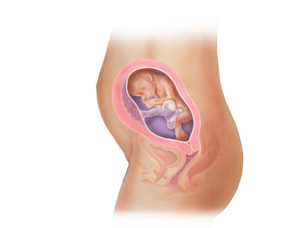 هفته ی 23 بارداری دانستنی ها و اطلاعات جنین تغییرات کودک در رحم