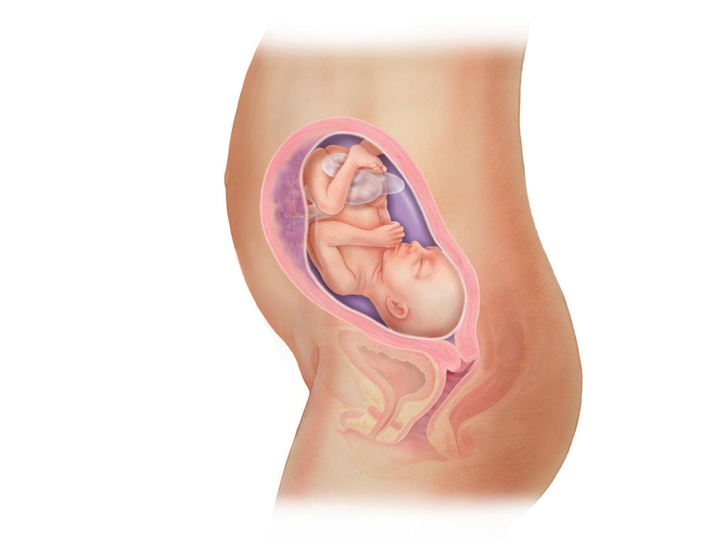 هفته ی 24 بارداری دانستنی ها و اطلاعات جنین تغییرات کودک در رحم