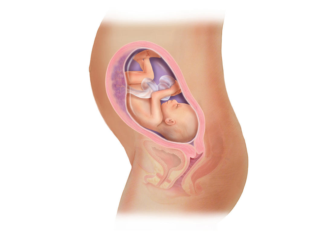 هفته ی 26 بارداری دانستنی ها و اطلاعات جنین تغییرات کودک در رحم