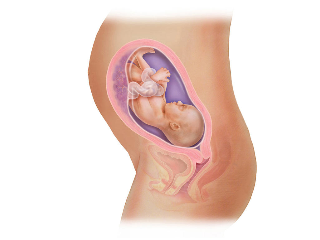 هفته ی 27 بارداری دانستنی ها و اطلاعات جنین تغییرات کودک در رحم