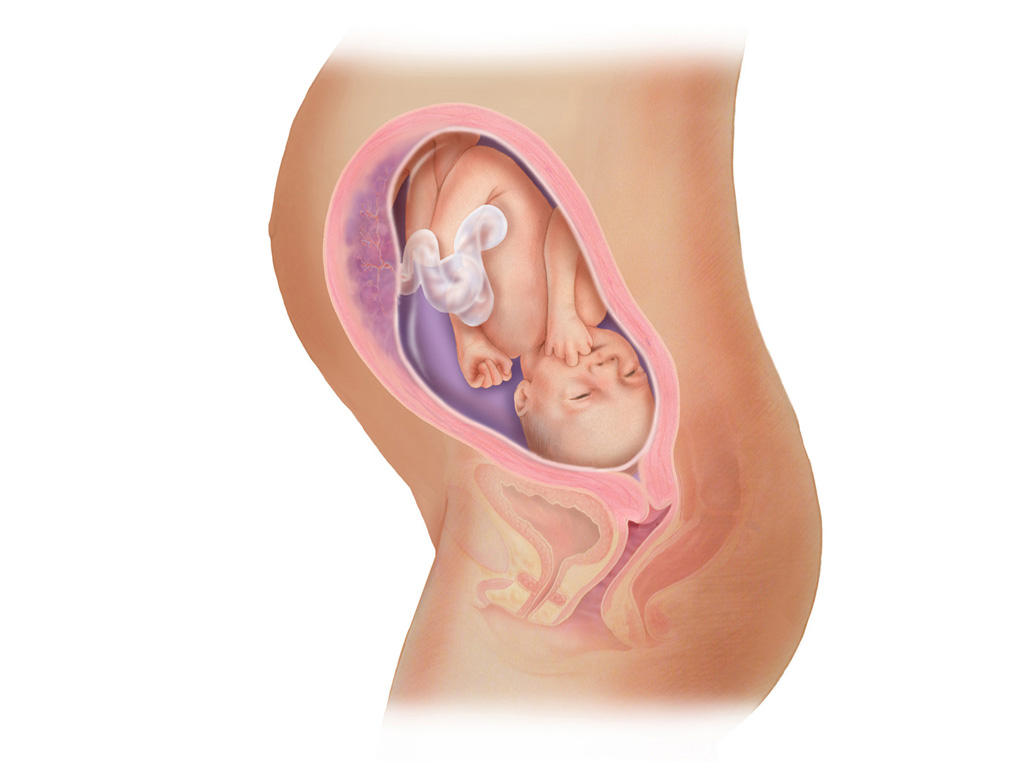 هفته ی 28 بارداری دانستنی ها و اطلاعات جنین تغییرات کودک در رحم