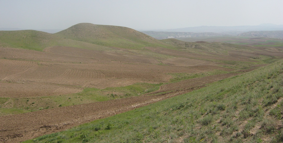 گل شیرین بلاغ