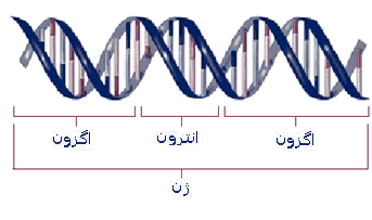 DNA