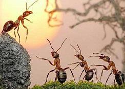 پردازش اطلاعات مورچه‌ها از گوگل قویتر است