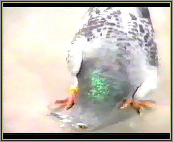 کله گیجه کبوتر سرگیجه کبوتر نیوکاسل کفتر