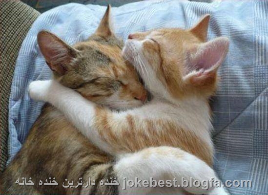 http://s5.picofile.com/file/8126267076/عکس_جالب_گربه_ها.jpg