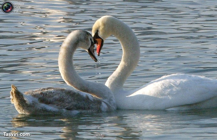 http://s5.picofile.com/file/8126358768/love_photo.jpg