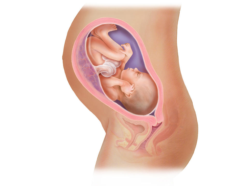 هفته ی 31 بارداری دانستنی ها و اطلاعات جنین تغییرات کودک در رحم