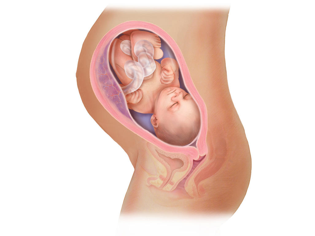 هفته ی 32 بارداری دانستنی ها و اطلاعات جنین تغییرات کودک در رحم