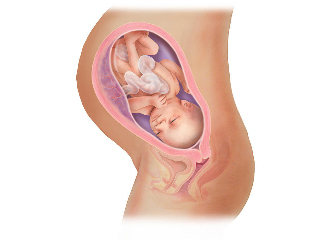 هفته ی 33 بارداری دانستنی ها و اطلاعات جنین تغییرات کودک در رحم